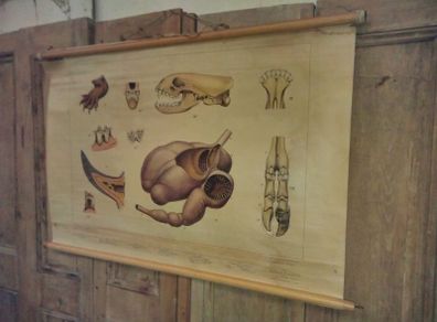 Antique Anatomical Roll Down Chart