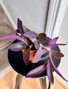 Tradescantia pallida plant