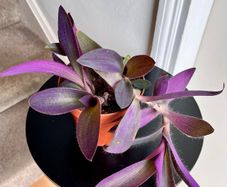 Tradescantia pallida plant