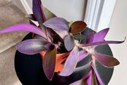 tradescantia pallida