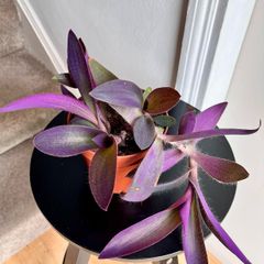 tradescantia pallida