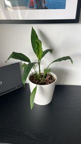 Indoor Plant Set with White Pots - Available Together or Separately