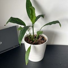 Indoor Plant Set with White Pots - Available Together or Separately