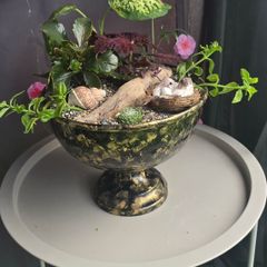 indoor plant