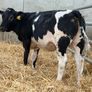 10 Continental Heifers - Image 8