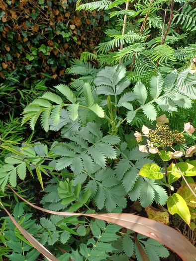 Large Garden Plant bundle 28+ plants