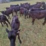 Calves Image 2