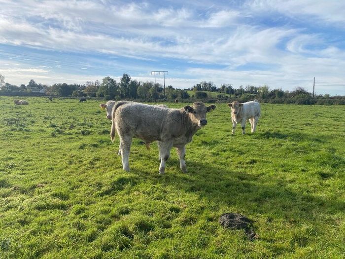 Organic weanlings Elphin Mart