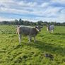 Organic weanlings Elphin Mart Image 6