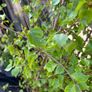 Bare root hedging and potted Hedging Image 2
