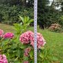 Hydrangea Image 7