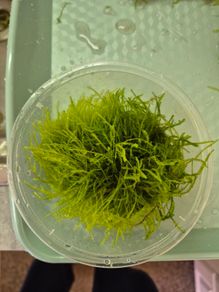 aquarium plants
