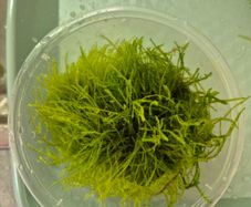 aquarium plants