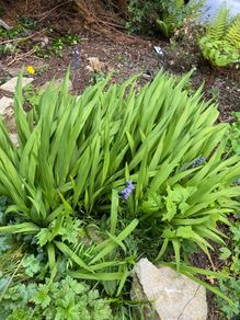 Crocosmia