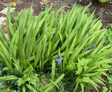 Crocosmia