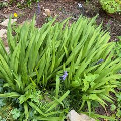 Crocosmia