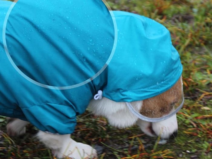 Dog Raincoat Waterproof Jacket with Hood & Collar Hole Transparent Brim,Ultra-Light Breathable Reflective Jumpsuit for Short-legged Dogs Corgi Dachshund xs,s,m,L,XL