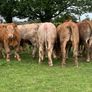 12 400kg 2025 born heifer off fresh tb test Image 3