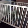 cot Image 3