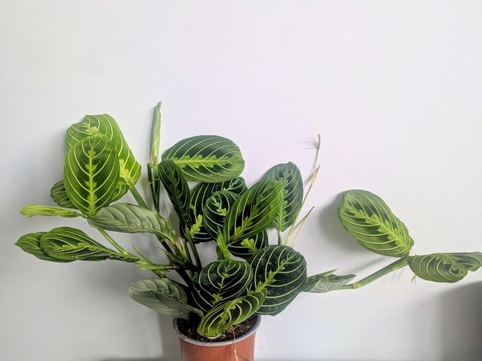 Marantha Lemon Lime Plant