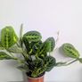 Marantha Lemon Lime Plant Image 3