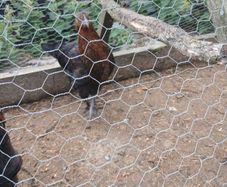 poultry