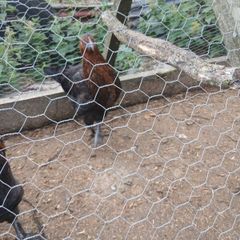 poultry