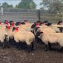 Suffolk/Mule Ewe Lambs Image 6