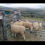 Organic Cheviot Hoggets Image 3