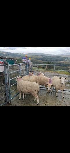 Organic Cheviot Hoggets