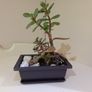 Money Tree Plant Image 4