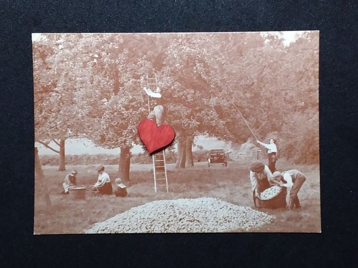 Collecting The Cider Apples For Bulmers 1908 Herefordshire - Museum of Cider Postcards