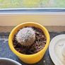 cacti Image 3