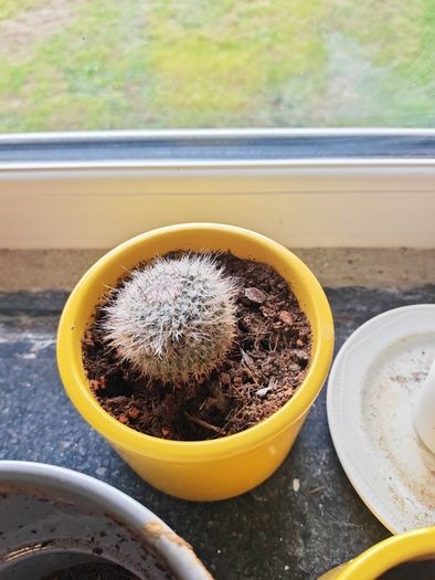cacti