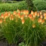 (T) Tritoma Red Hot Poker Seeds 0.3g (883737) Image 2