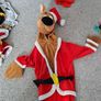 Scooby Doo Costume Image 9
