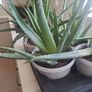 Aloe Vera plants Image 5