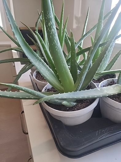 Aloe Vera plants