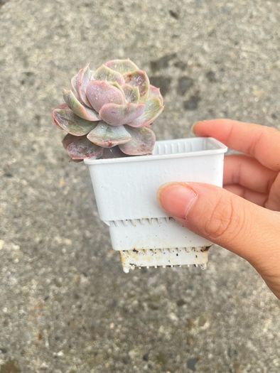 plant