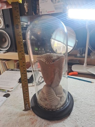 Wax Cobra in antique glass dome.
