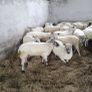Hoggets Image 4
