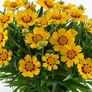 (C) Baby Gold Coreopsis seeds Perennial 1g (446463) Image 3