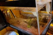 fish tank