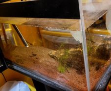 fish tank