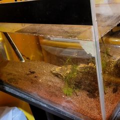 fish tank