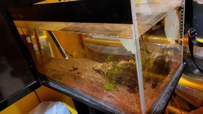 fish tank