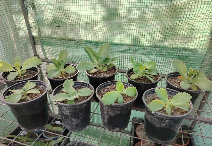 Mother of Thousands