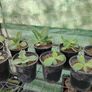 Mother of Thousands Image 8