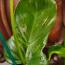 Philodendron Mottled Dragon Image 6