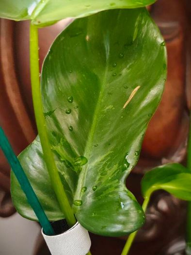 Philodendron Mottled Dragon